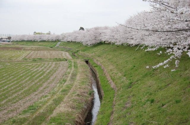 Sakura along the Tanida River