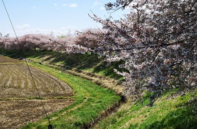 Sakura along the Tanida River