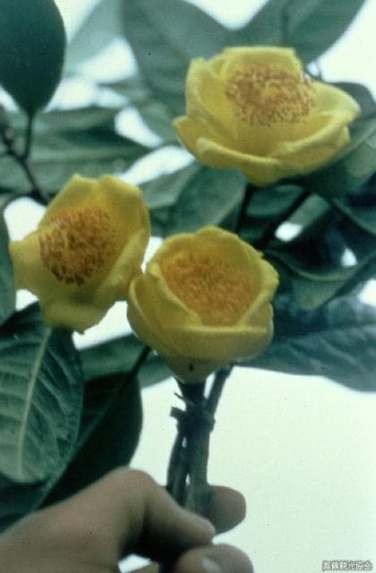 Camellia of Maizuru Natural Culture Park