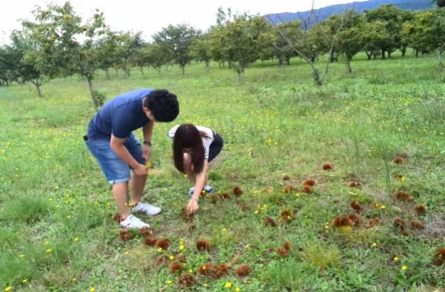 Pick the chestnuts of Makino Pickland