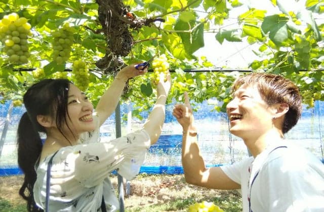 Makino Pickland Grape Hunting