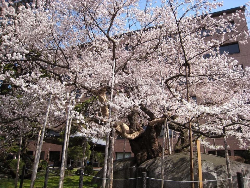 石割桜