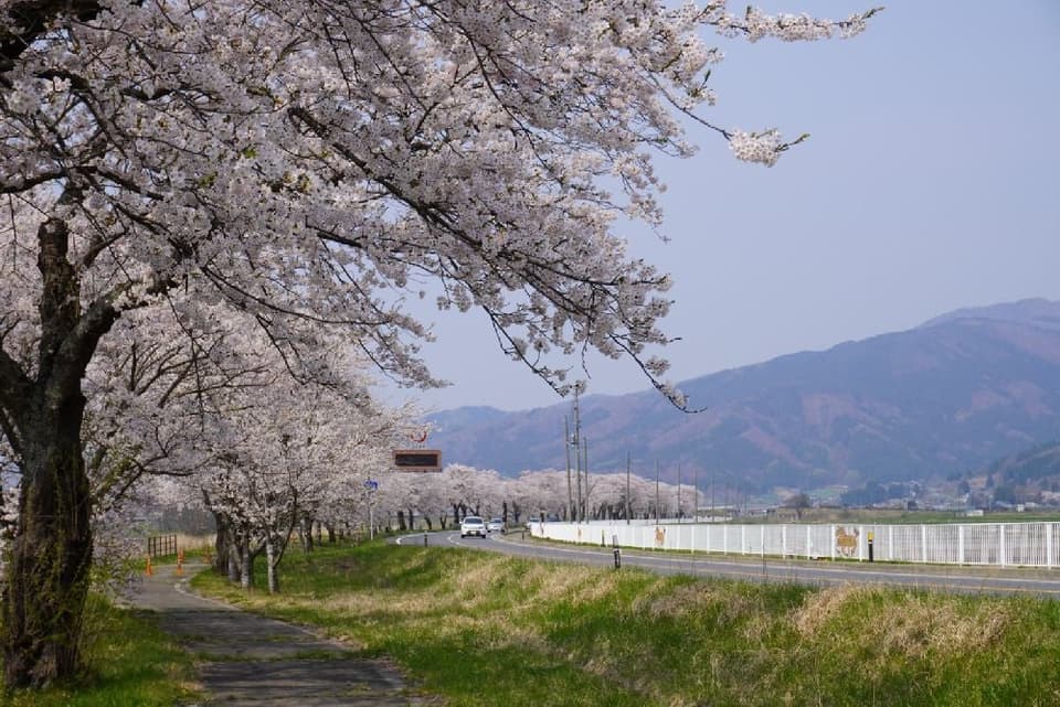 A row of cherry blossom trees of Ayaori Tono