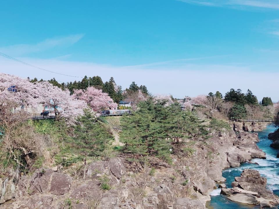 Cherry Blossoms in Ikkei Valley