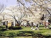 Cherry blossoms at Shiwa Shiroyama Park