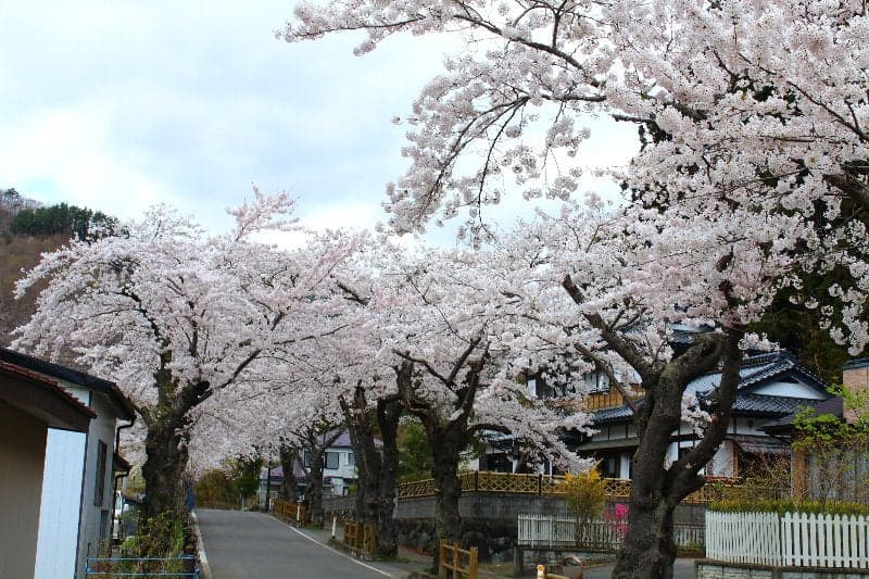 A row of cherry blossom trees in Kartan-cho