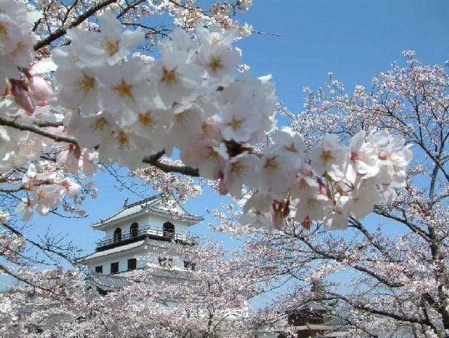 Cherry blossoms at Shiraishi Shiromoto Maru Plaza