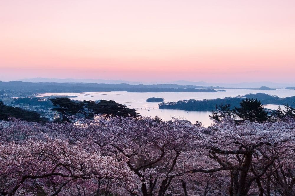 松島（西行戻しの松公園）の桜