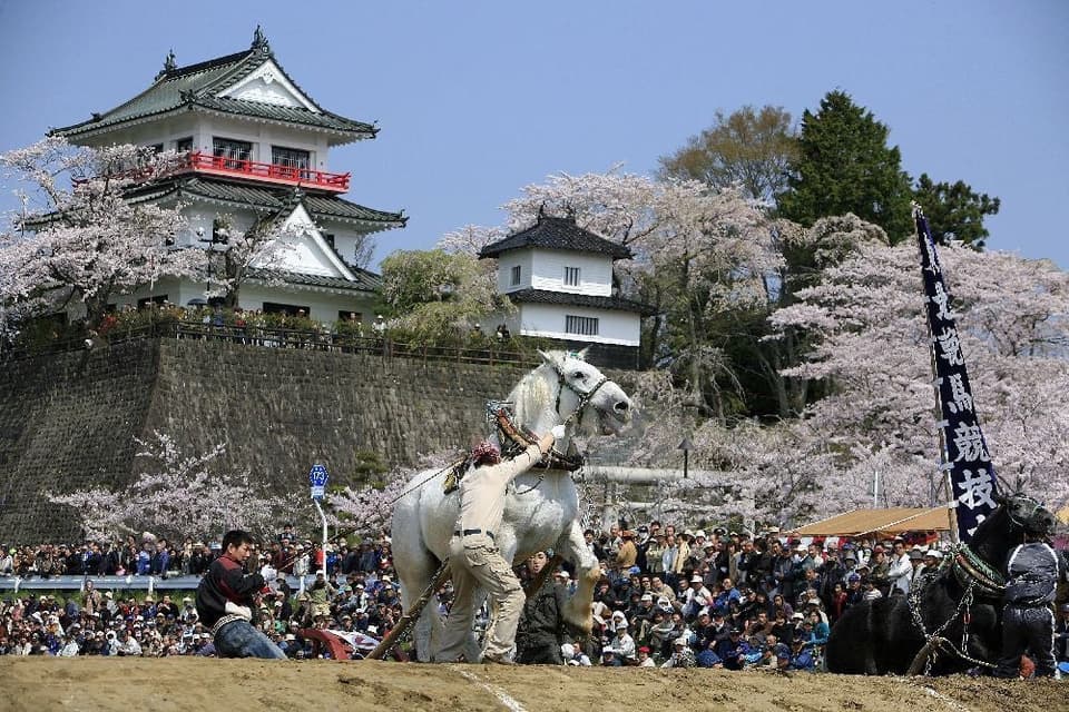 Cherry blossoms at Shiroyama Park in Wakuya-cho