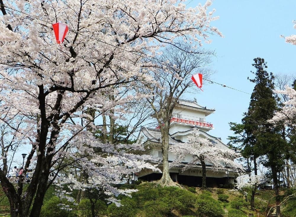 Cherry blossoms in Chiaki Park