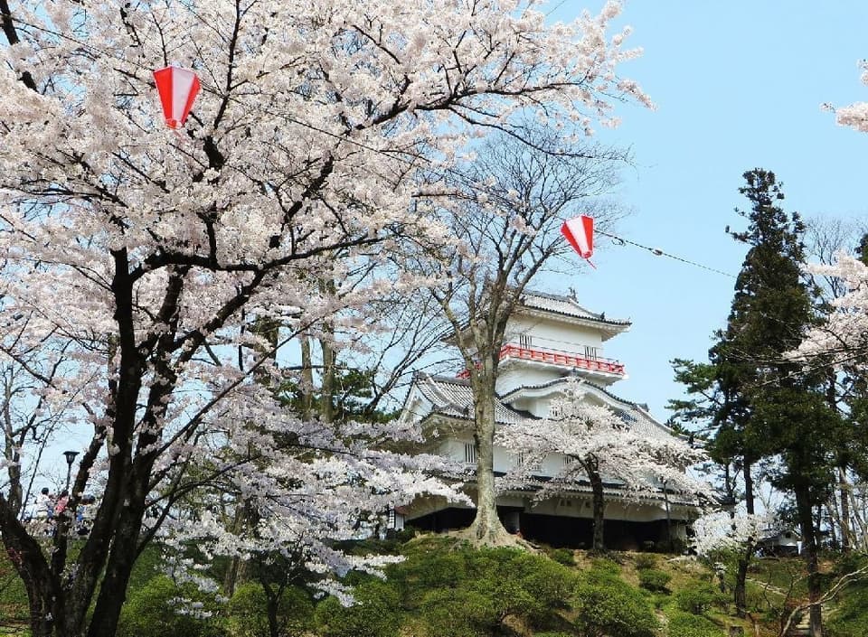 Cherry blossoms in Chiaki Park