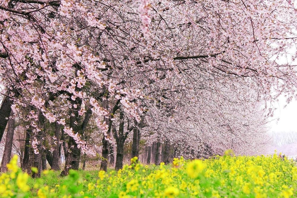 Cherry Blossom and Rape Flower Road