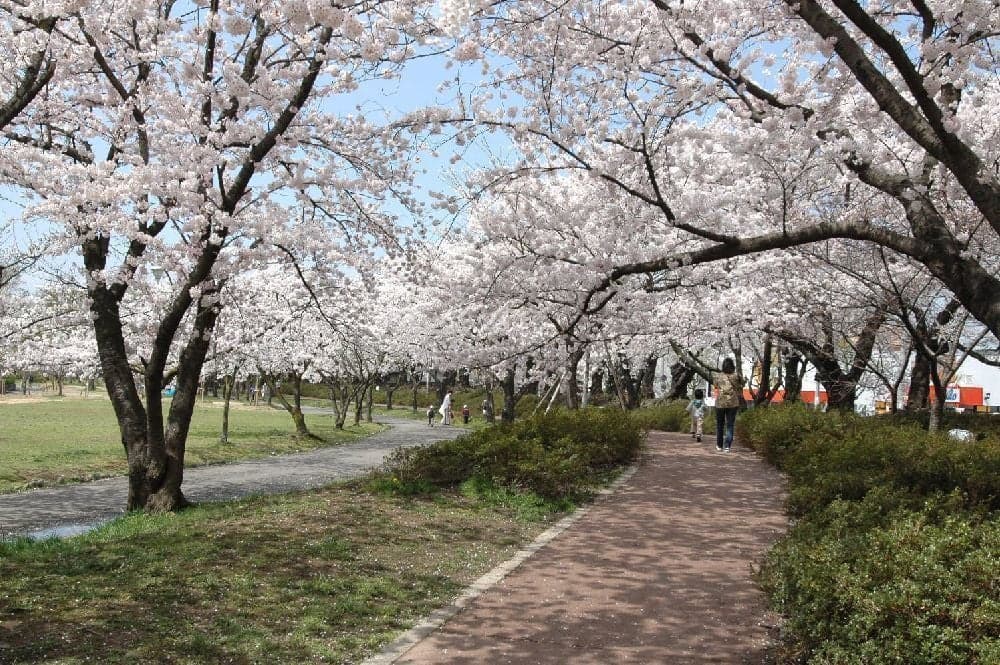 Cherry blossoms at Kaiseizan Park and Kaiseizan Daijingu Shrine