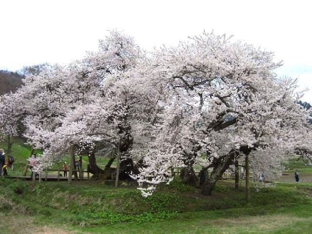 石部桜