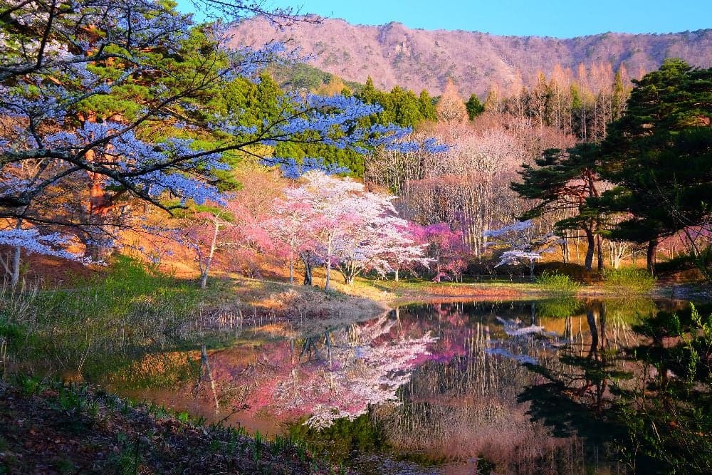 Cherry blossoms at Handayama Nature Park