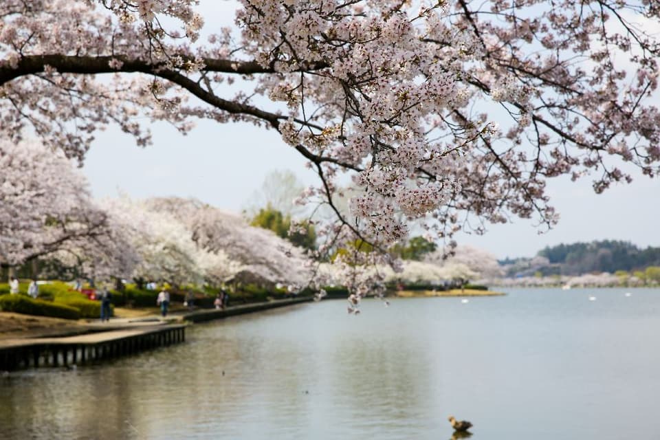千波湖の桜