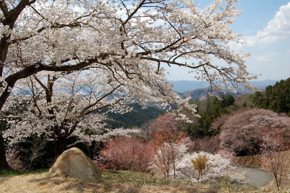 A group of cherry blossoms at Kutsukake Pass