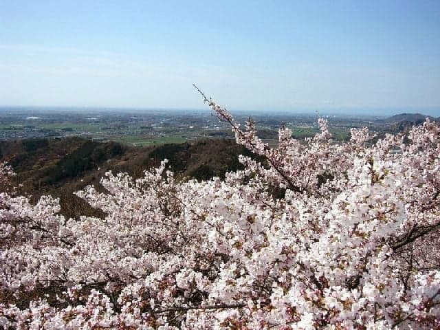 Cherry blossoms at Tai Hirayama Prefectural Nature Park