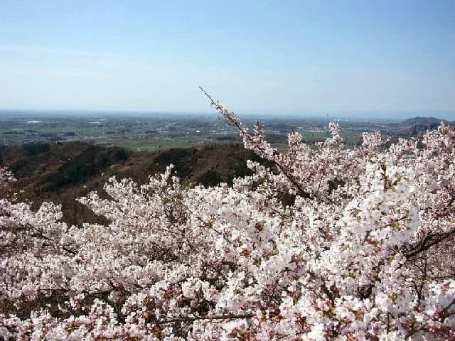 Cherry blossoms at Tai Hirayama Prefectural Natural Park