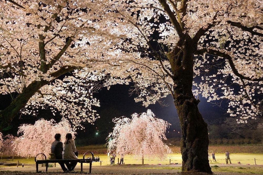 Cherry blossoms at Nagamine Park
