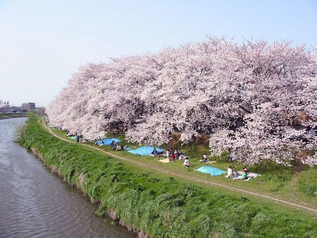 Sakurazutsumi, Motoara River, Kitakoshigaya
