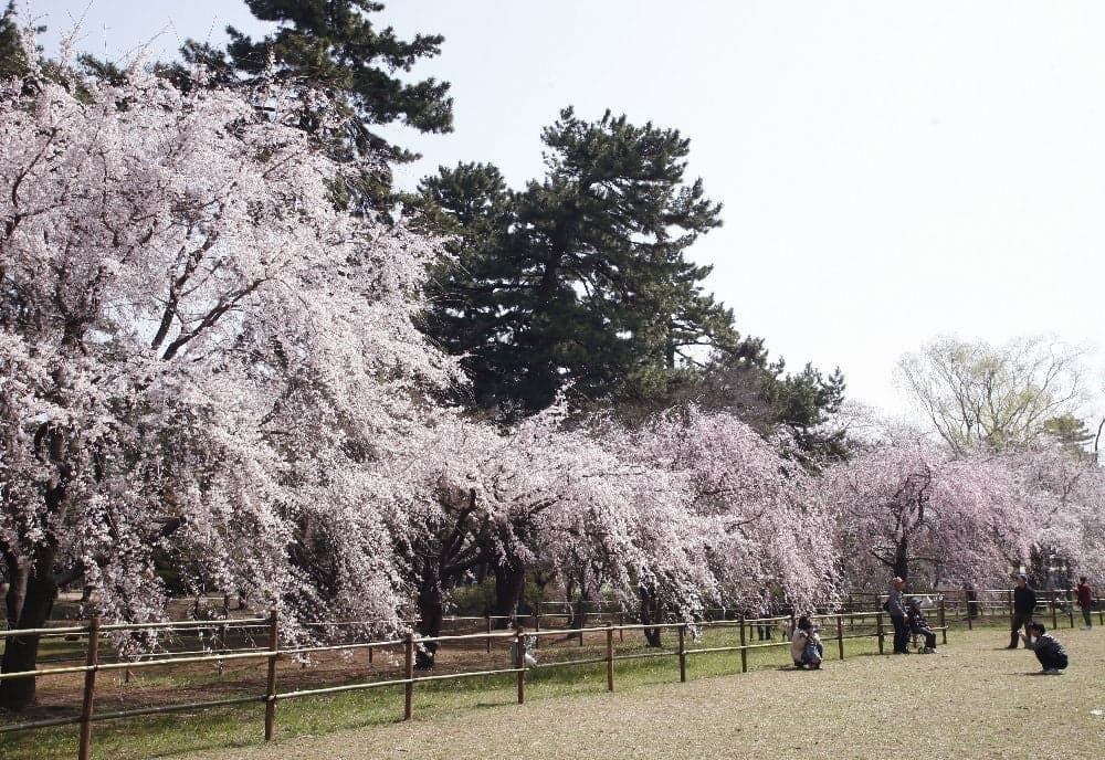 Cherry blossoms in Shikishima Park