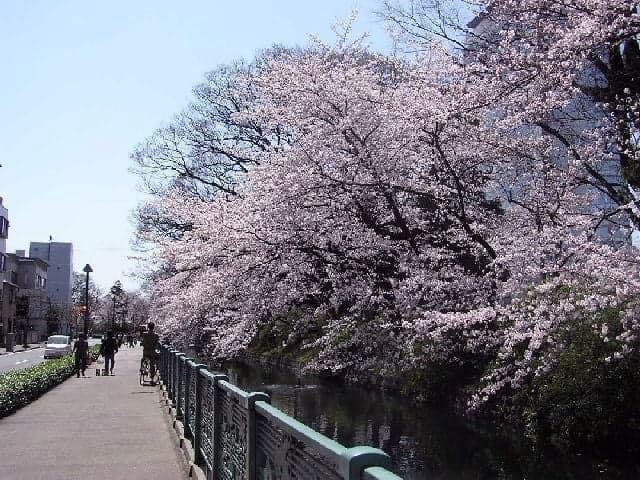 高崎城址公園の桜