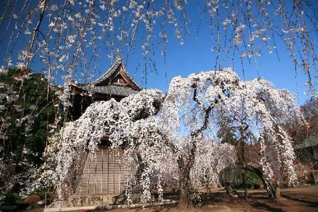 Cherry blossoms in Jigenji
