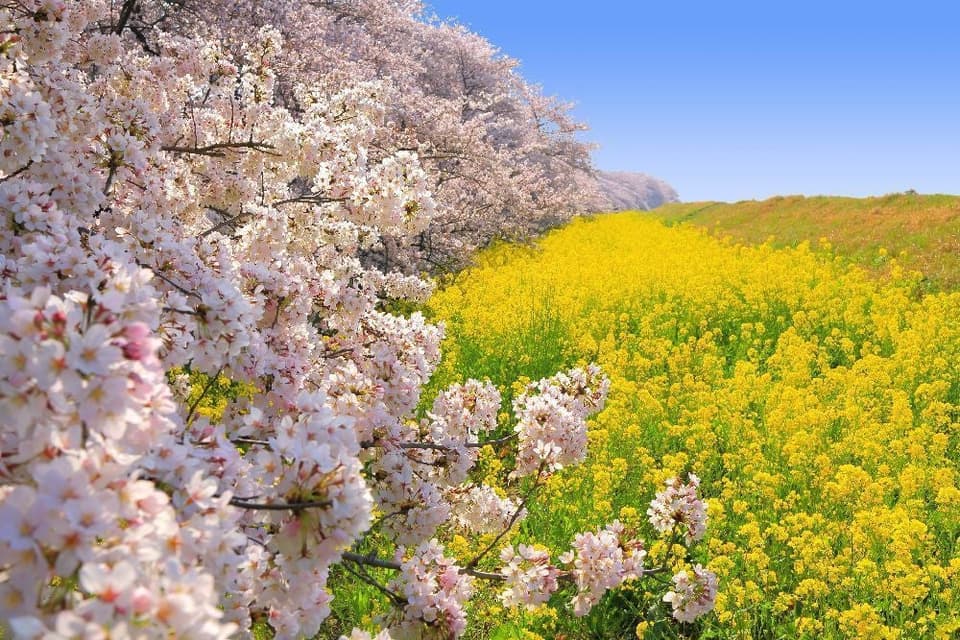 Sakurazutsumi, Kumagaya