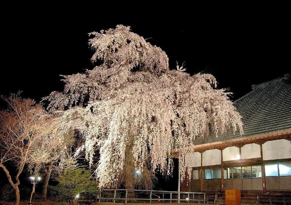慈眼寺のシダレザクラ