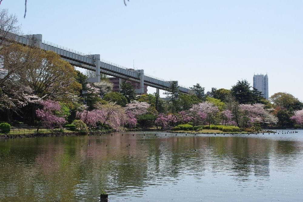 Cherry blossoms in Chiba Park