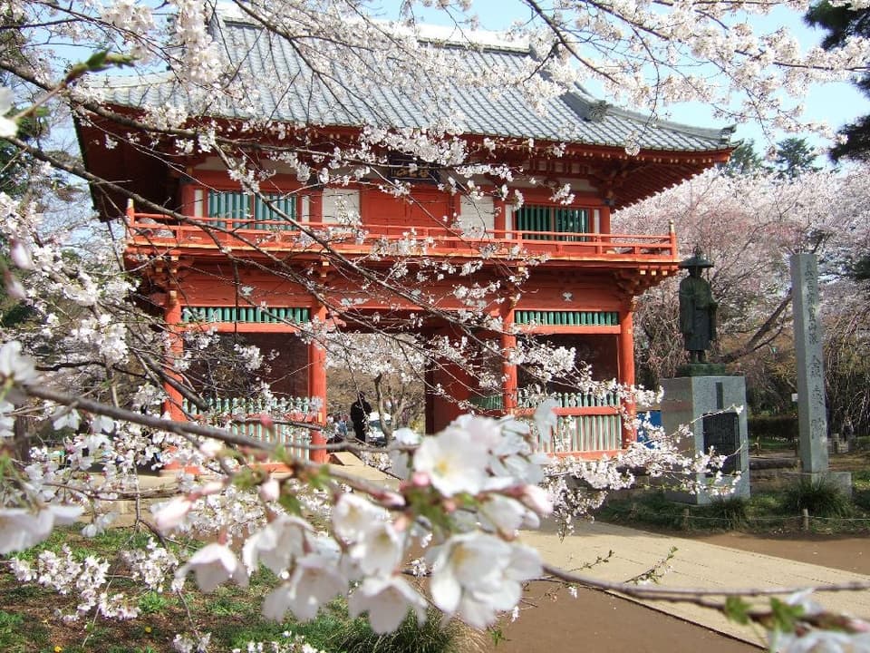 Cherry blossoms at Shimizukoen
