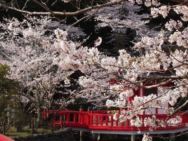 茂原公園の桜