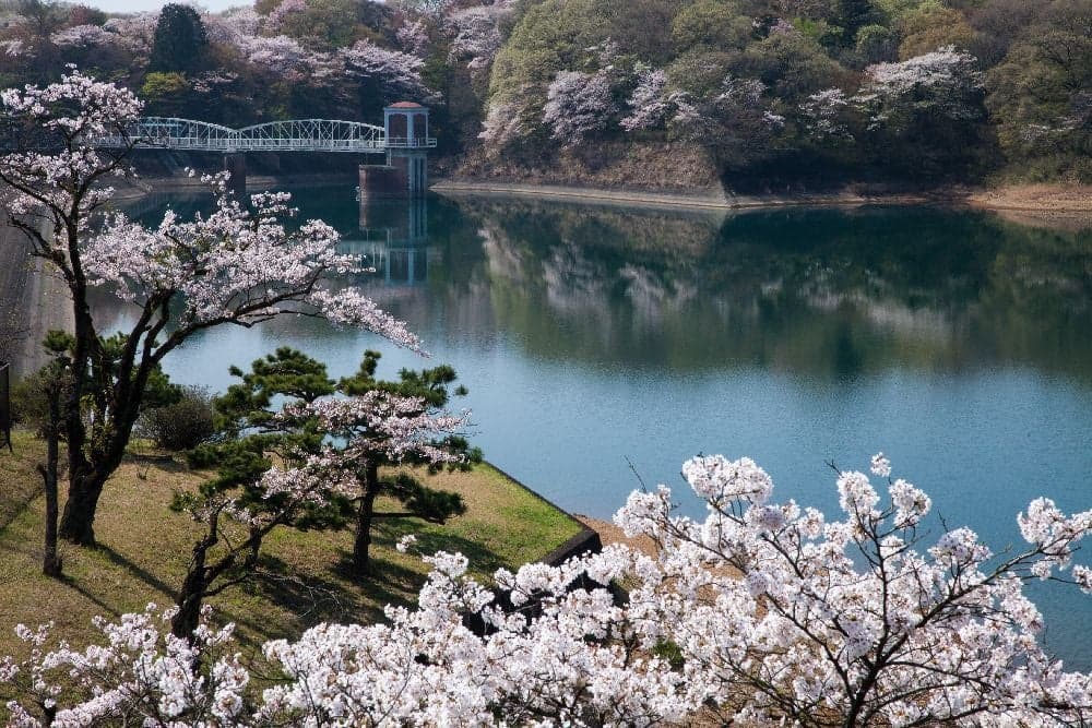 Cherry blossoms in Tamako (Murayama Reservoir)