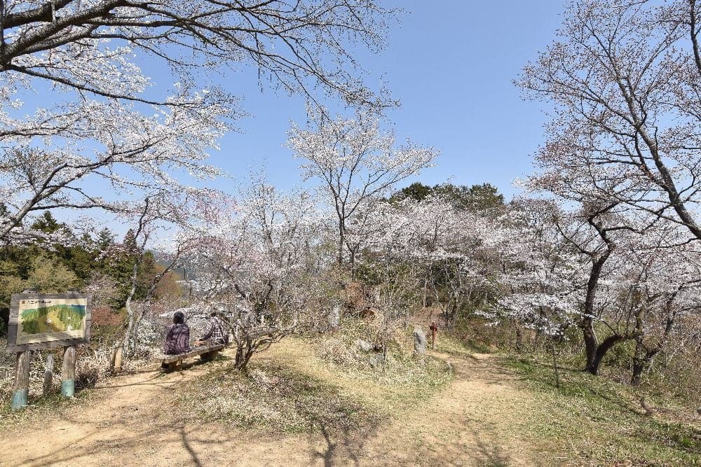 都立小峰公園の桜