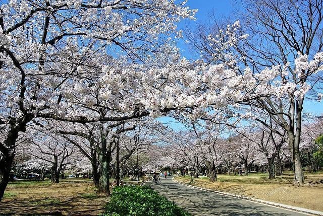 Cherry blossoms at Yoyogi Park