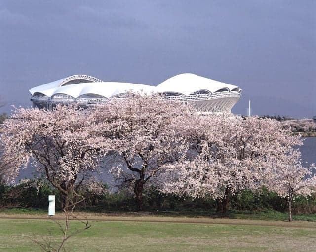 鳥屋野潟の桜