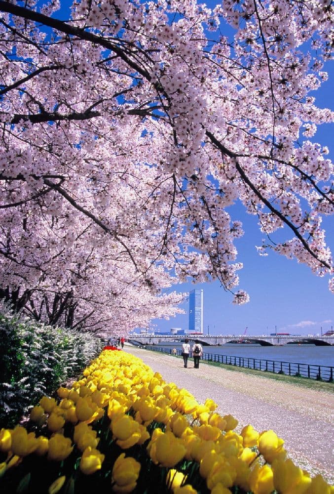 信濃川やすらぎ堤緑地の桜