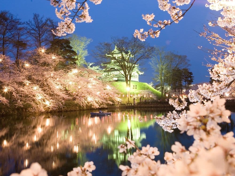 Cherry blossoms at Takada Castle Ruins Park