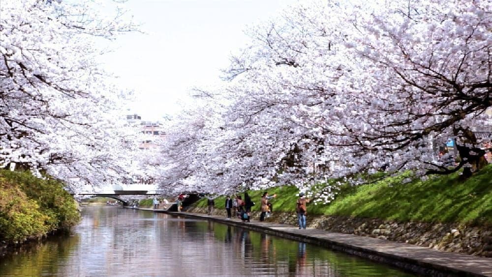 Cherry blossoms at Matsukawa Park (Matsukawa Beri)