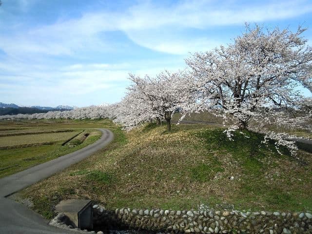 Cherry blossoms at Yao Shindori Sakura Tsutsumi