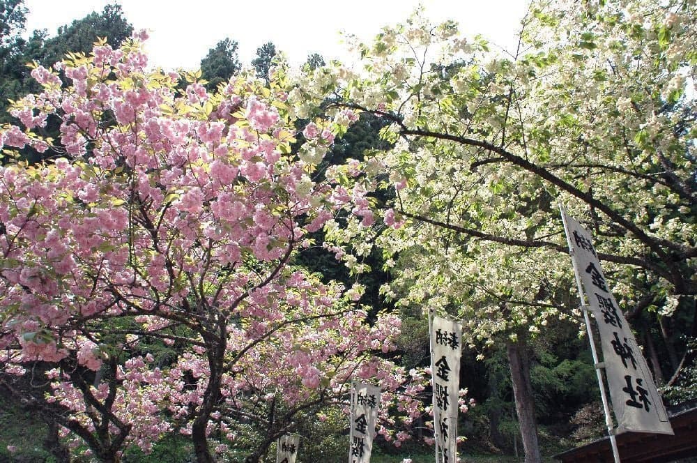 Cherry blossoms at Kinsakura Shrine