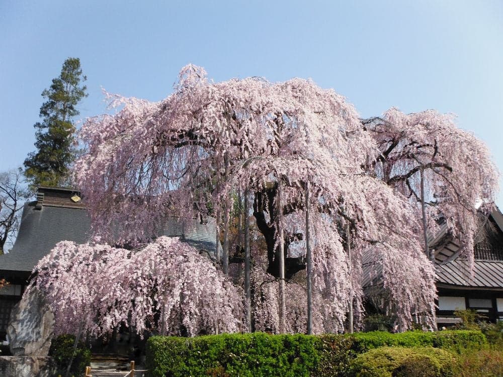 Itzakura of Jiun-ji Temple