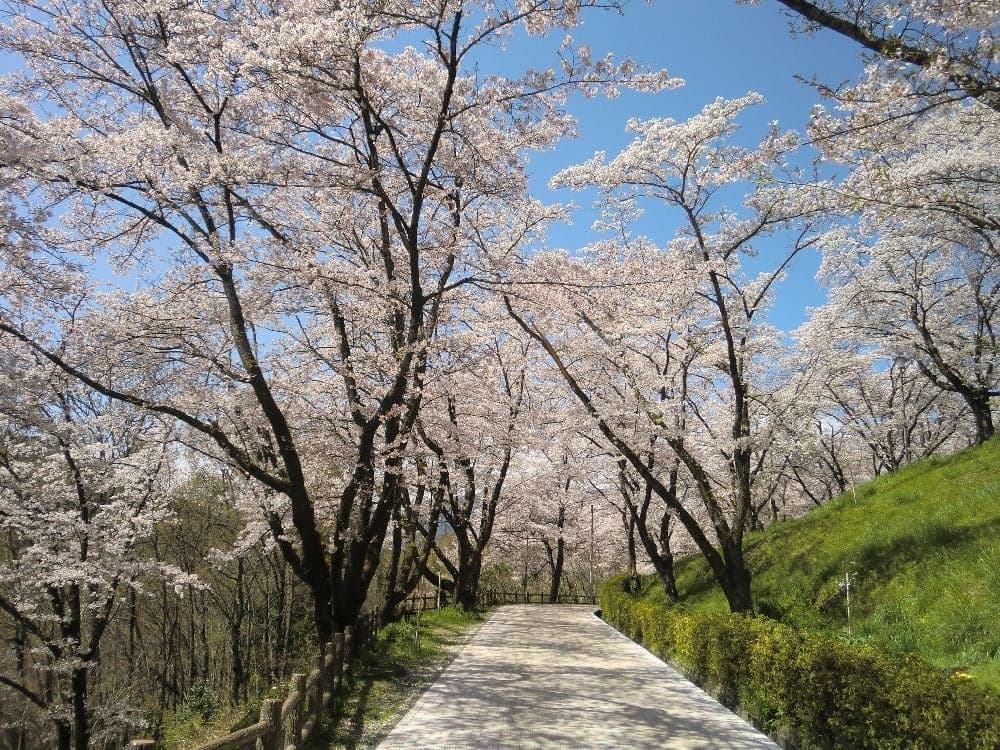 Cherry blossoms at Daihoshi Park
