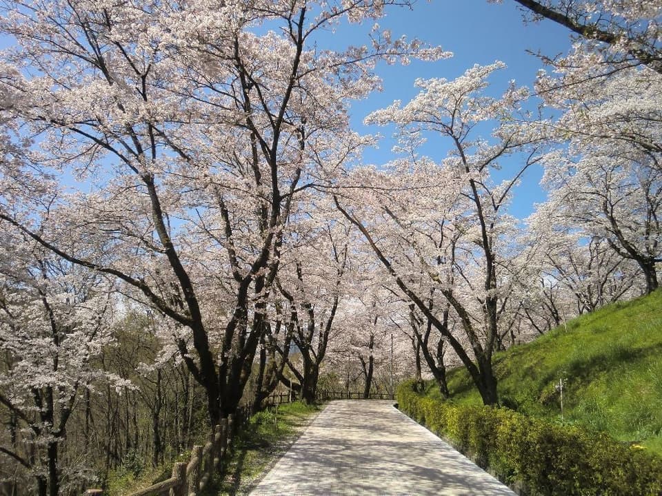 Cherry blossoms at Daihoshi Park