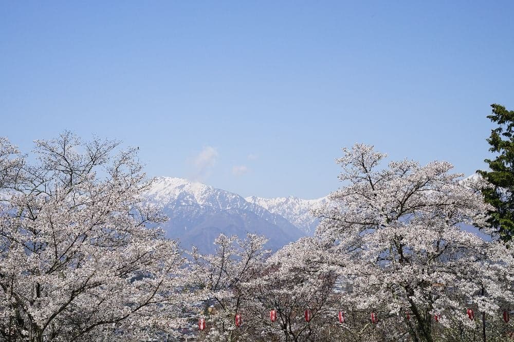 Cherry blossoms in Omachi Park