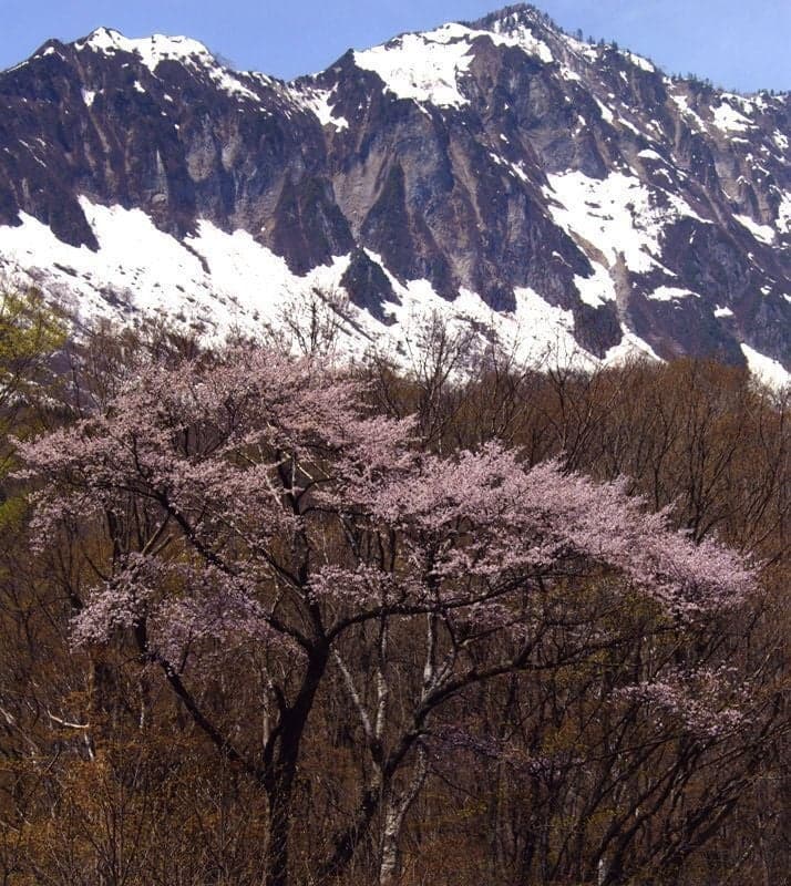 秋山郷の山桜