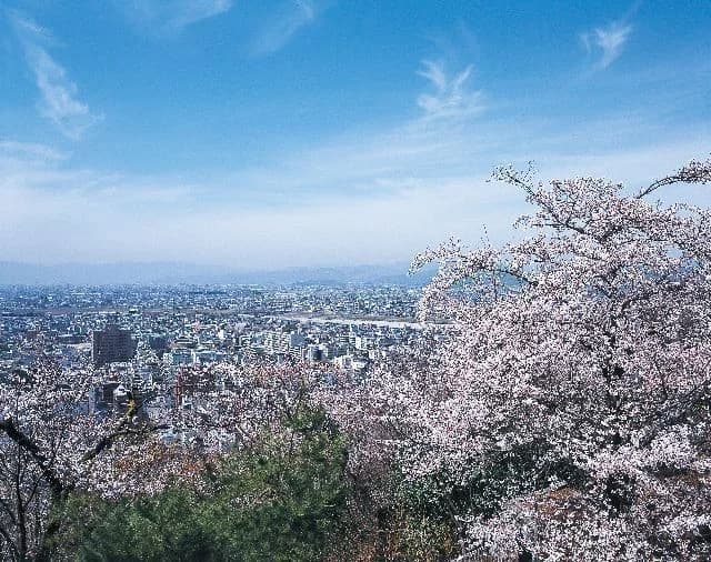Cherry blossoms in Mt. Suido