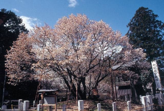 中将姫誓願桜