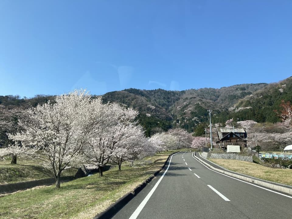 霞間ヶ渓公園の桜